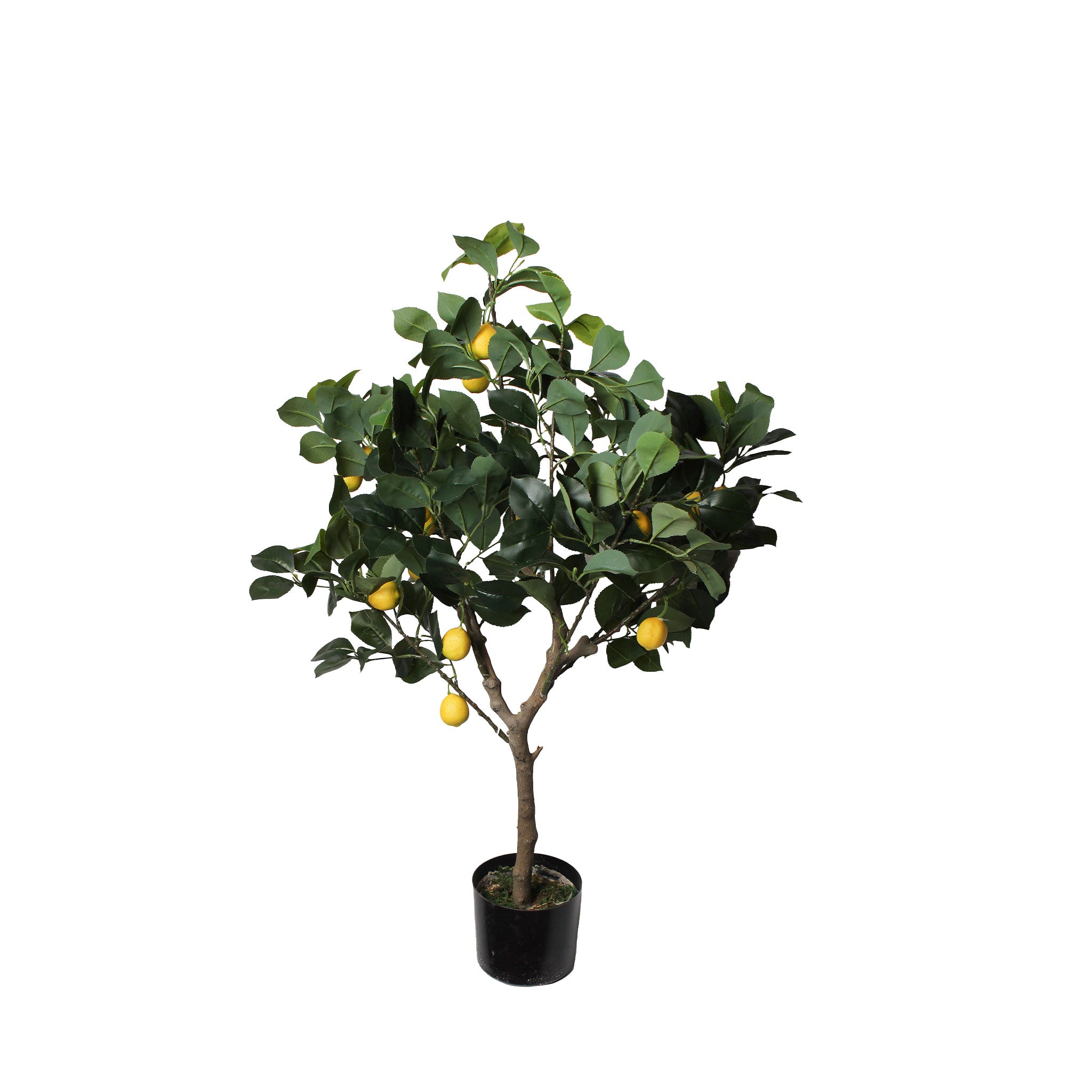 Limoeira 85 cm