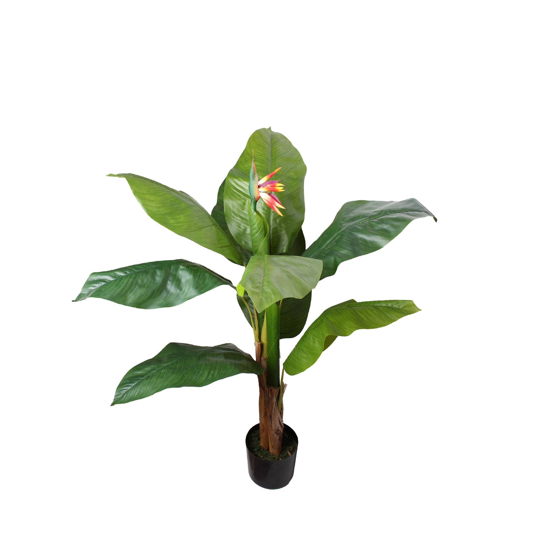 Planta Strelitzia Reginae 120 cm