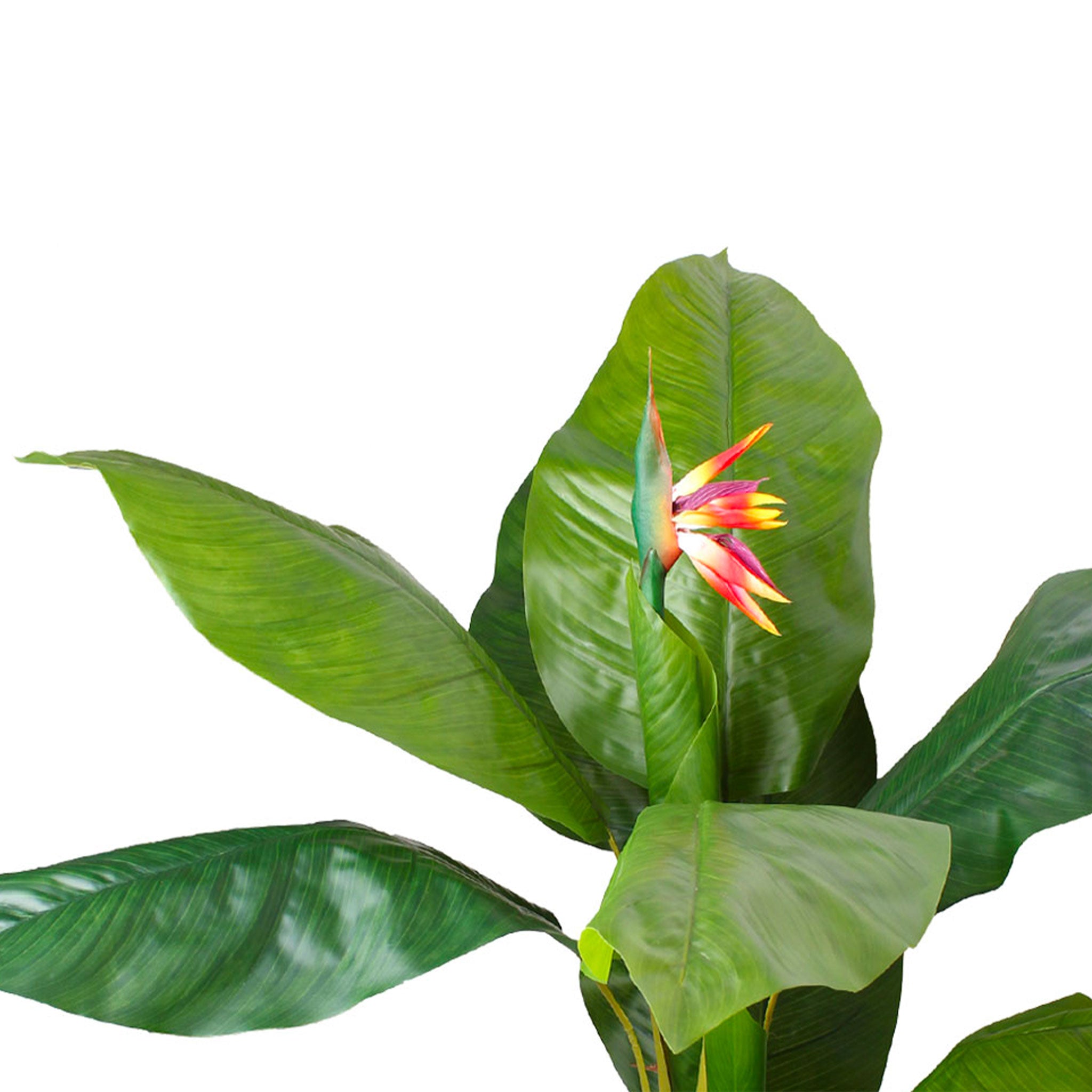 Planta Strelitzia Reginae 120 cm