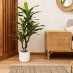 Planta Brasileira 170 cm