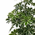 Figueira Artifical 180 cm