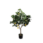 Limoeira 85 cm