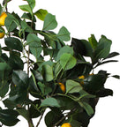 Limoeira 85 cm