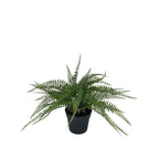 Samambaia Decorativa C/ Vaso