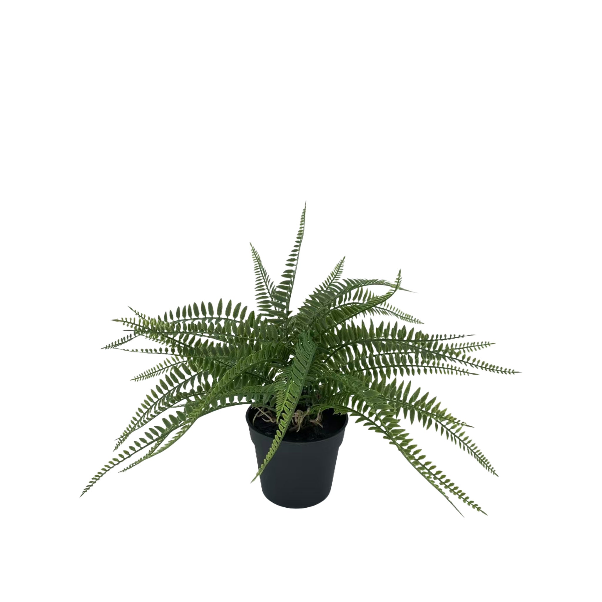 Samambaia Decorativa C/ Vaso