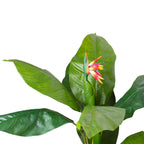 Planta Strelitzia Reginae 120 cm