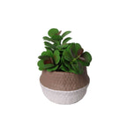 Vaso decorativa 14 cm